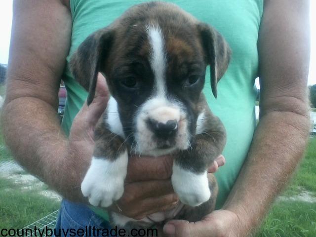 Ckc Registered Boxer Puppies In Travis Texas Wise County Buy Sell Trade